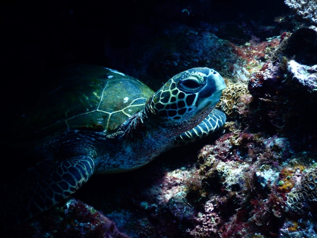 f:id:jojosdivinglog:20171007233725j:plain f:id:jojosdivinglog:20171007233725j:plain