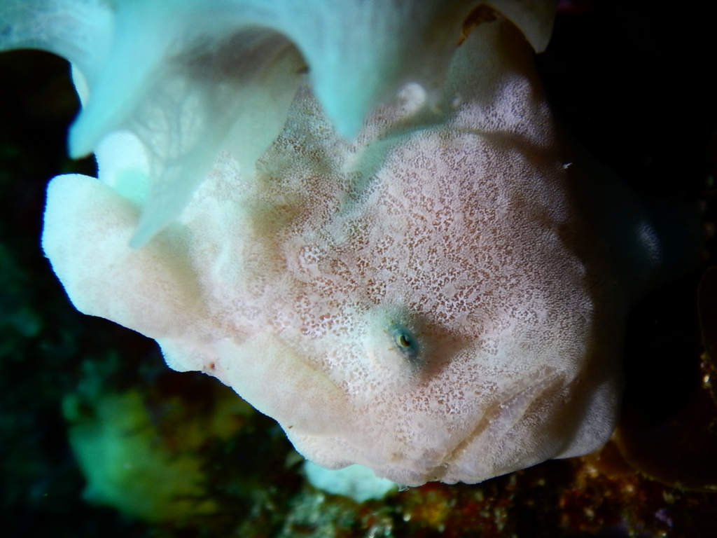 f:id:jojosdivinglog:20180114193735j:plain f:id:jojosdivinglog:20180114193735j:plain