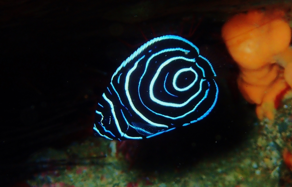 f:id:jojosdivinglog:20180114193836j:plain f:id:jojosdivinglog:20180114193836j:plain