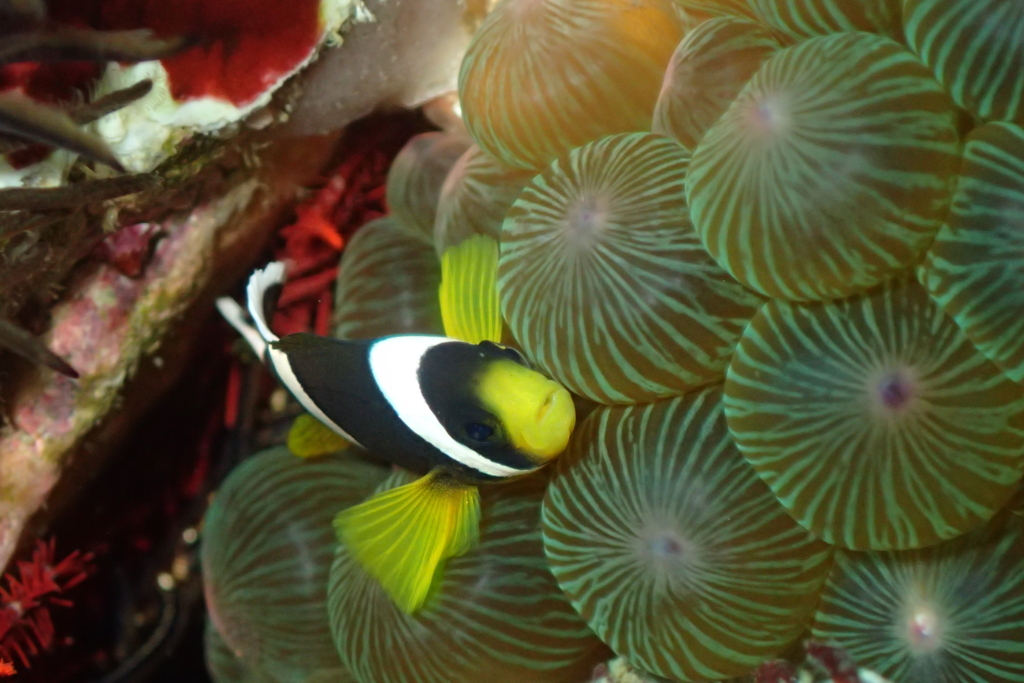 f:id:jojosdivinglog:20180114194112j:plain f:id:jojosdivinglog:20180114194112j:plain