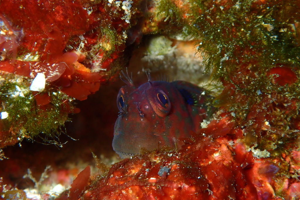 f:id:jojosdivinglog:20180114195436j:plain f:id:jojosdivinglog:20180114195436j:plain