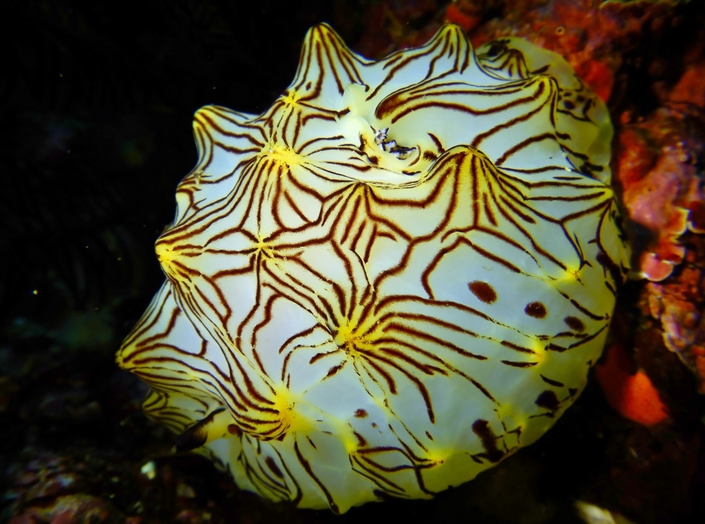 f:id:jojosdivinglog:20180417192541j:plain f:id:jojosdivinglog:20180417192541j:plain