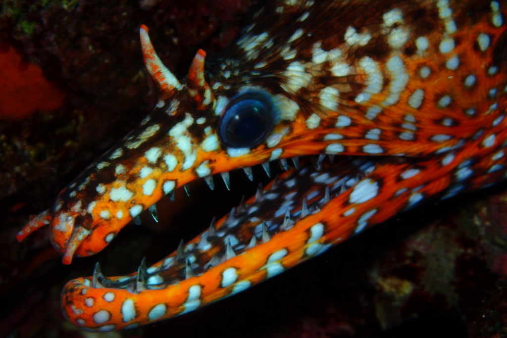 f:id:jojosdivinglog:20180502033436j:plain f:id:jojosdivinglog:20180502033436j:plain