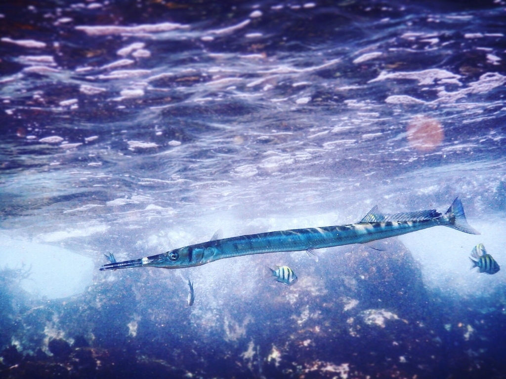 f:id:jojosdivinglog:20181016225541j:plain f:id:jojosdivinglog:20181016225541j:plain