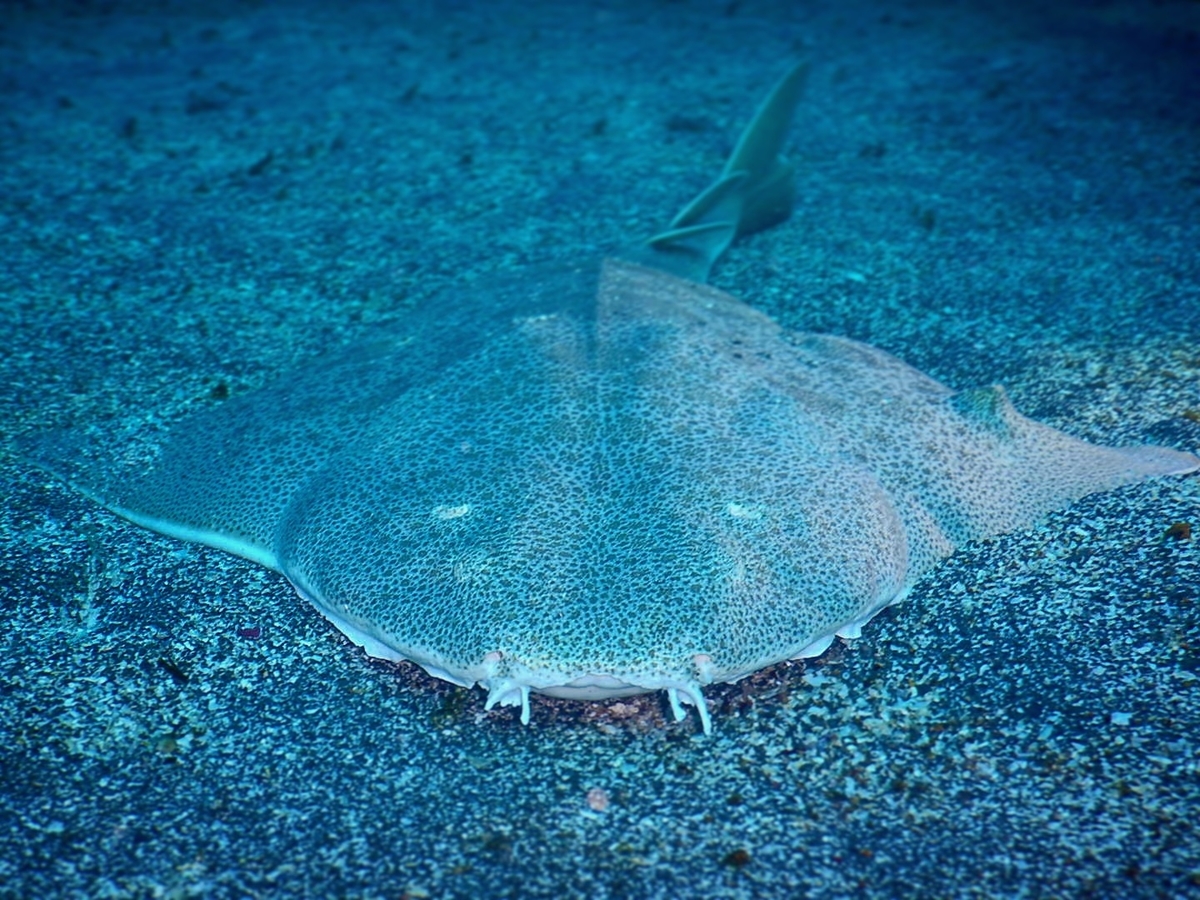 f:id:jojosdivinglog:20190318034105j:plain f:id:jojosdivinglog:20190318034105j:plain