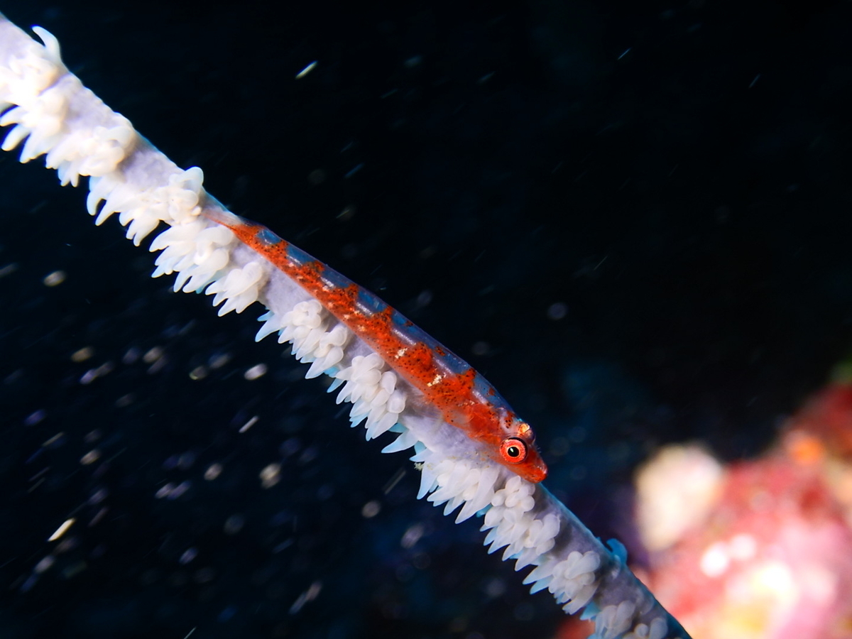 f:id:jojosdivinglog:20190318034111j:plain f:id:jojosdivinglog:20190318034111j:plain