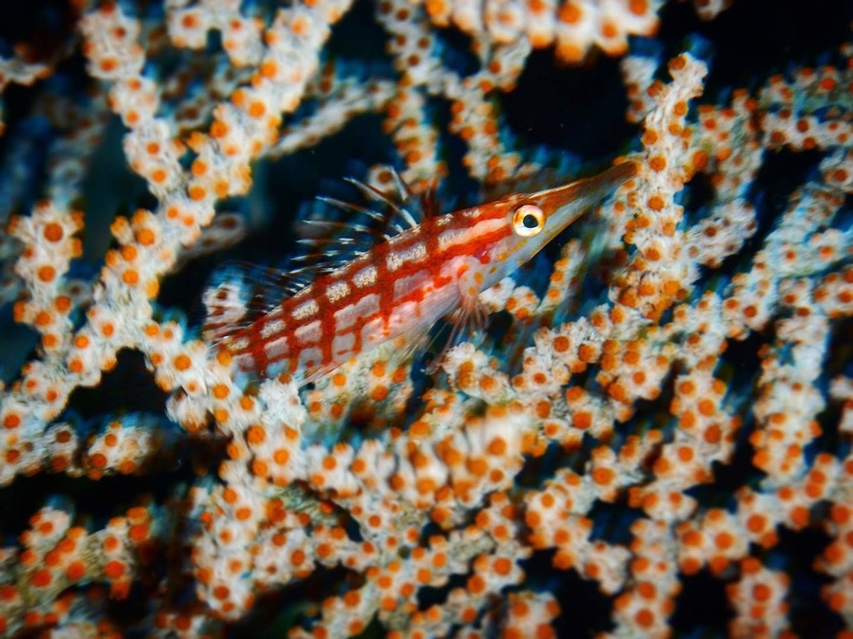 f:id:jojosdivinglog:20190425000210j:plain f:id:jojosdivinglog:20190425000210j:plain