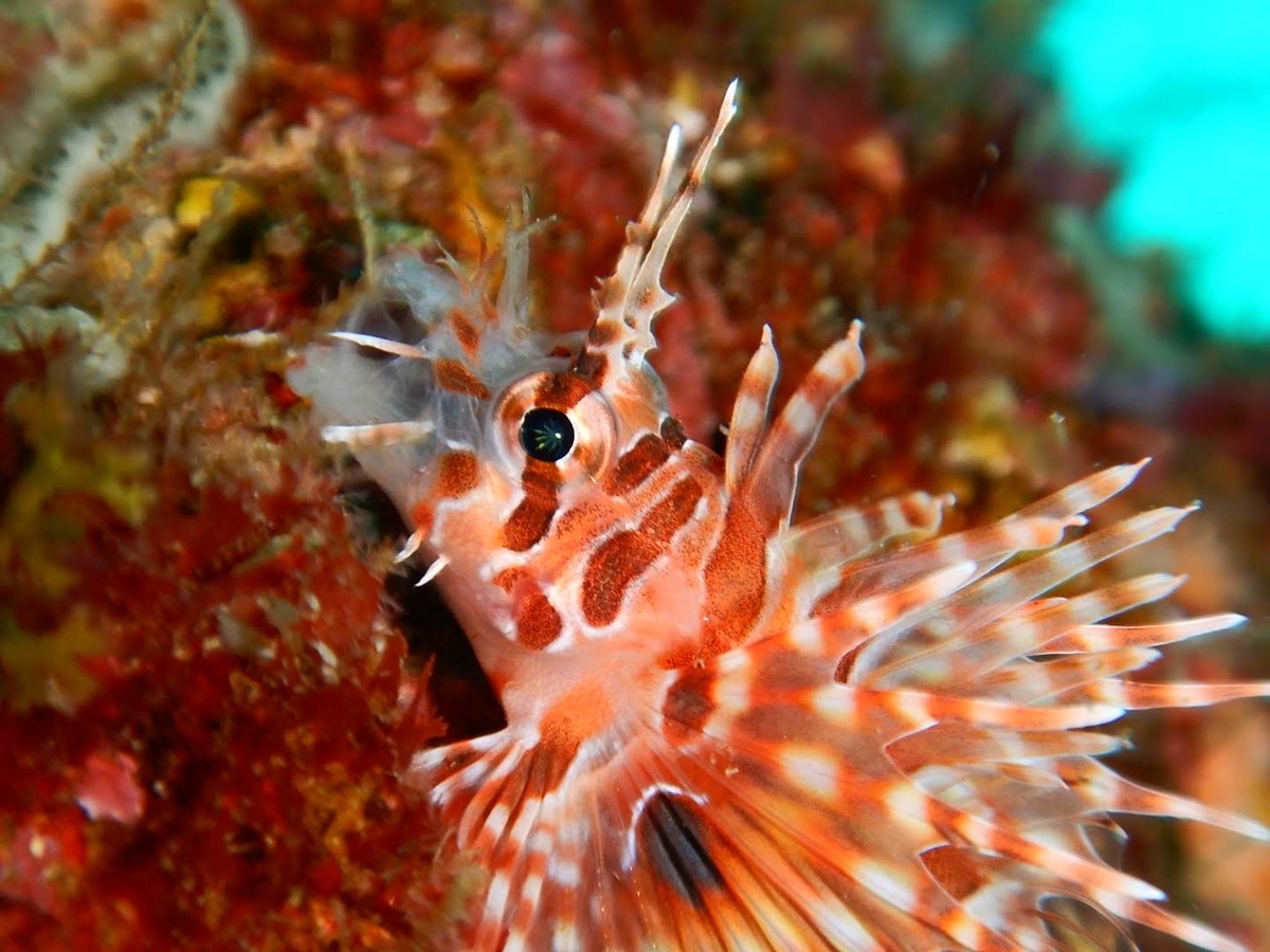 f:id:jojosdivinglog:20190827010410j:plain f:id:jojosdivinglog:20190827010410j:plain