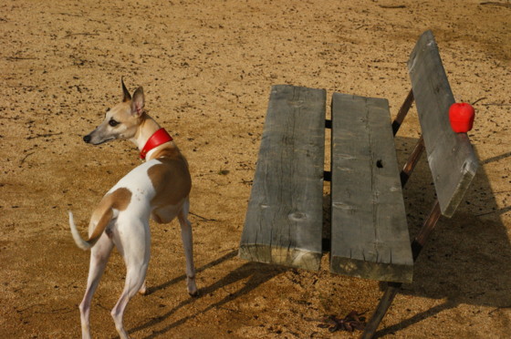 f:id:joju8:20101223142148j:image