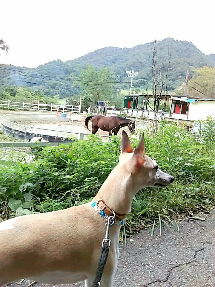 f:id:joju8:20161023151351j:plain