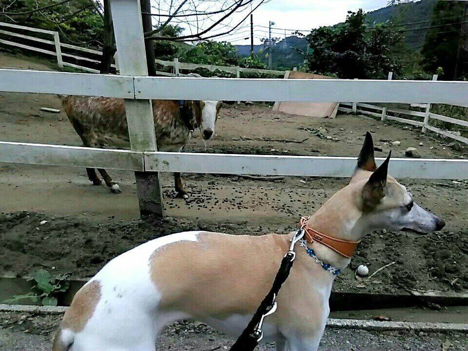 f:id:joju8:20161023151611j:image