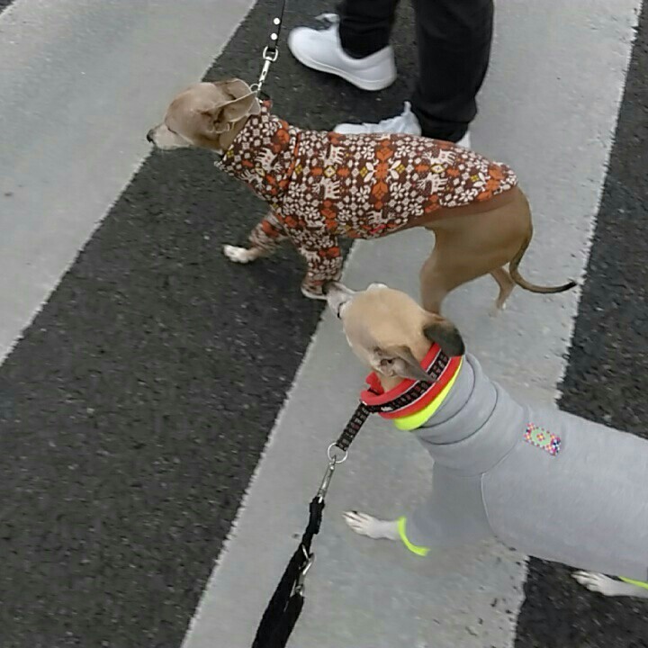 f:id:joju8:20161222132948j:image