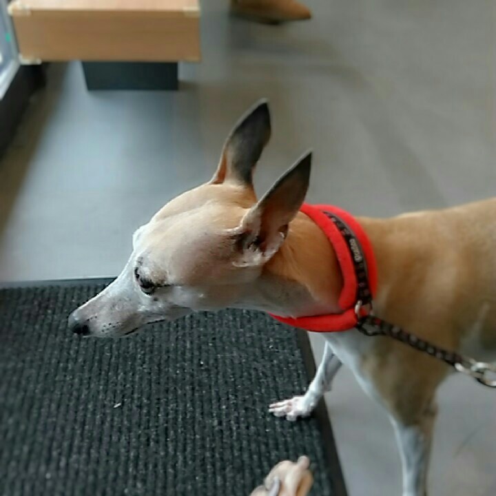 f:id:joju8:20161222133033j:image