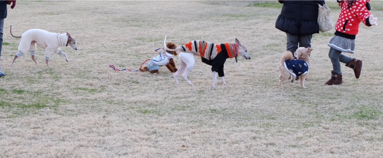 f:id:joju8:20170112141115j:plain f:id:joju8:20170112141115j:plain