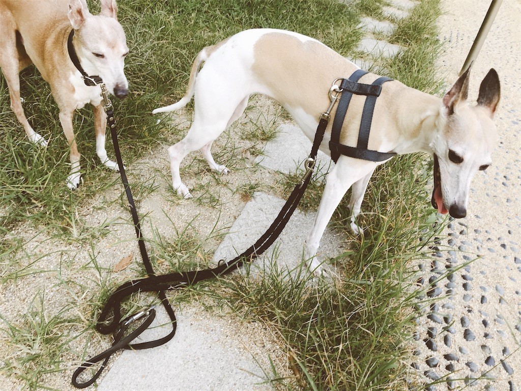 f:id:joju8:20180717184859j:image f:id:joju8:20180717184859j:image