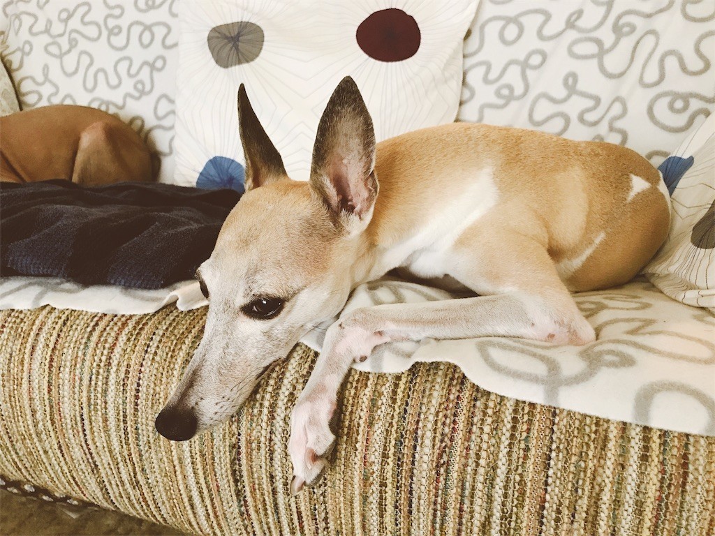 f:id:joju8:20180717184906j:image f:id:joju8:20180717184906j:image