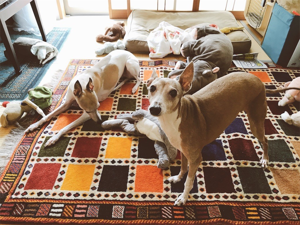 f:id:joju8:20180717185621j:image f:id:joju8:20180717185621j:image