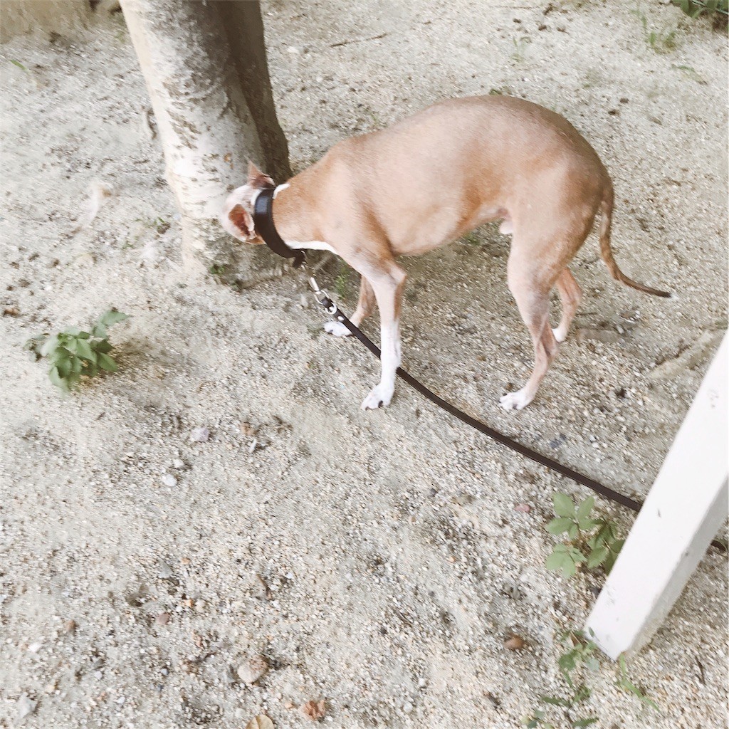 f:id:joju8:20180717185644j:image f:id:joju8:20180717185644j:image