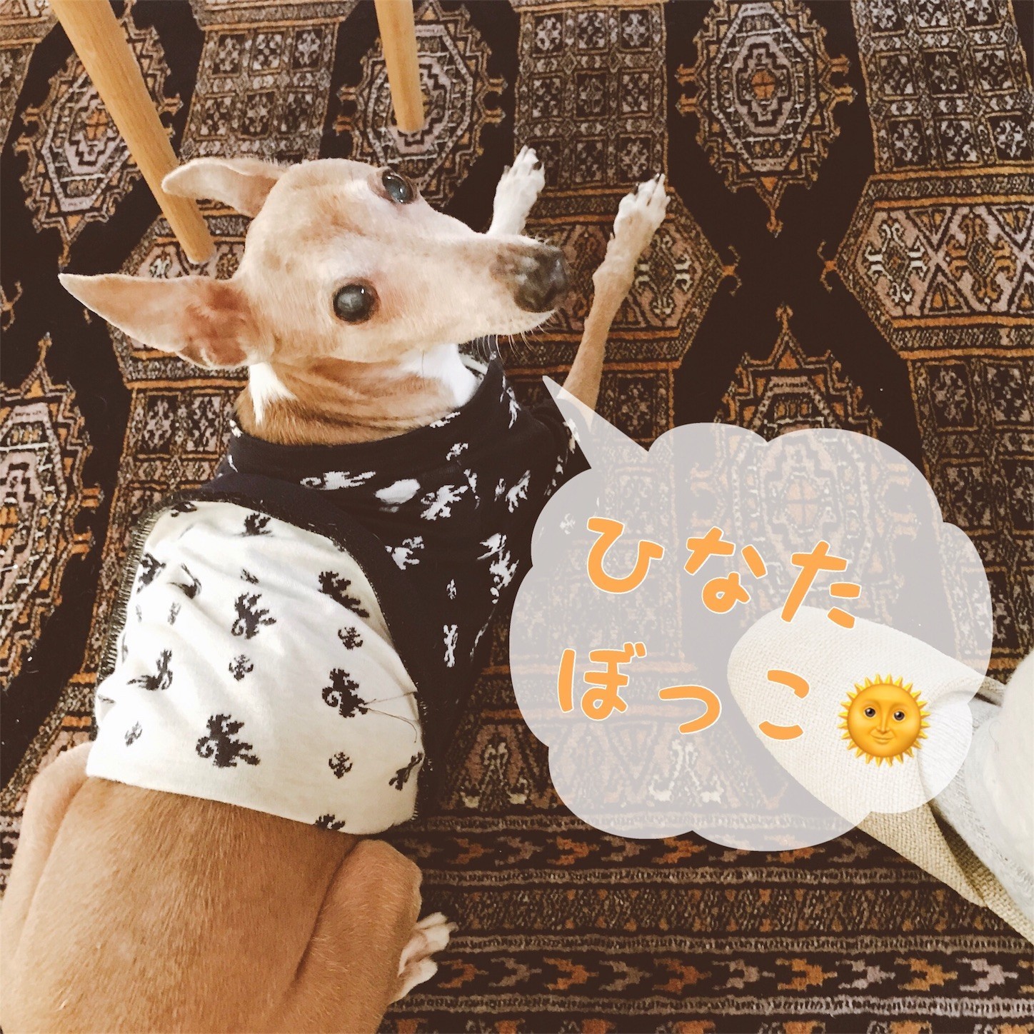 命がけの日向ぼっこ Joy Jura