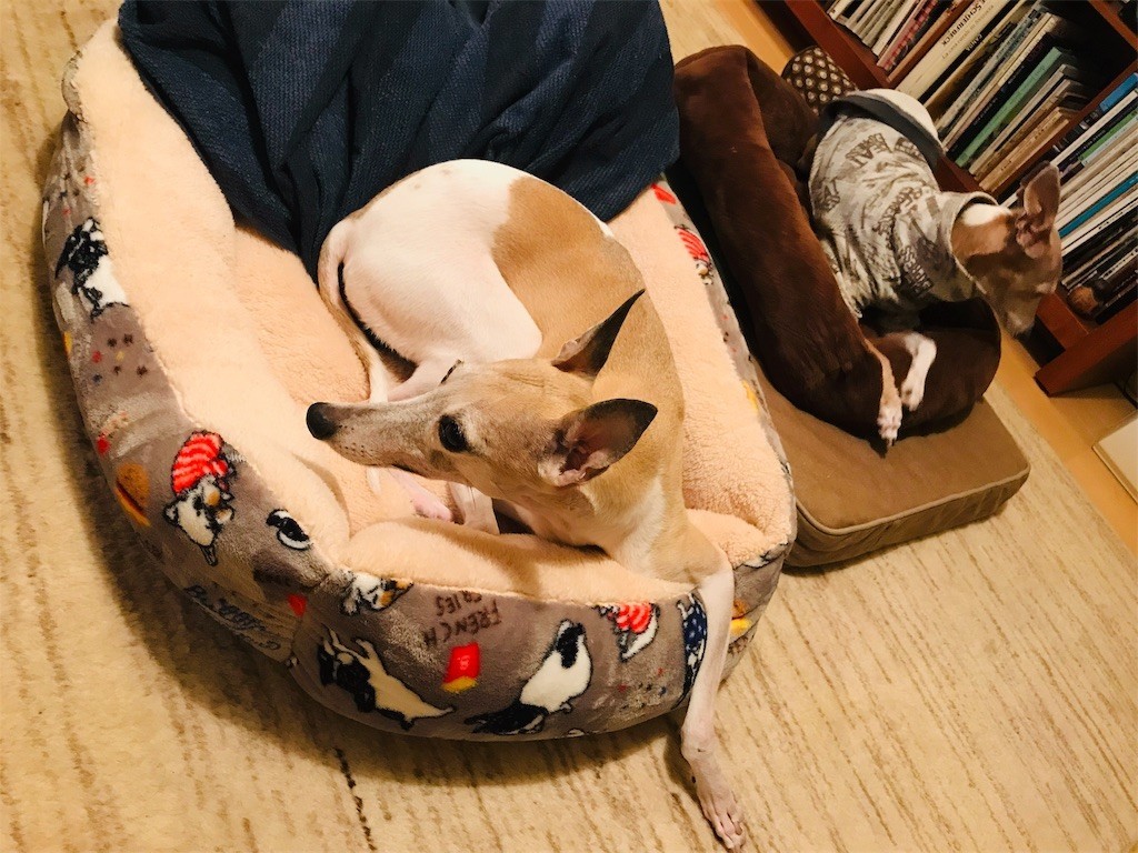 f:id:joju8:20190115135228j:image