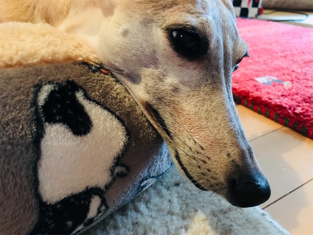 f:id:joju8:20190115135240j:image