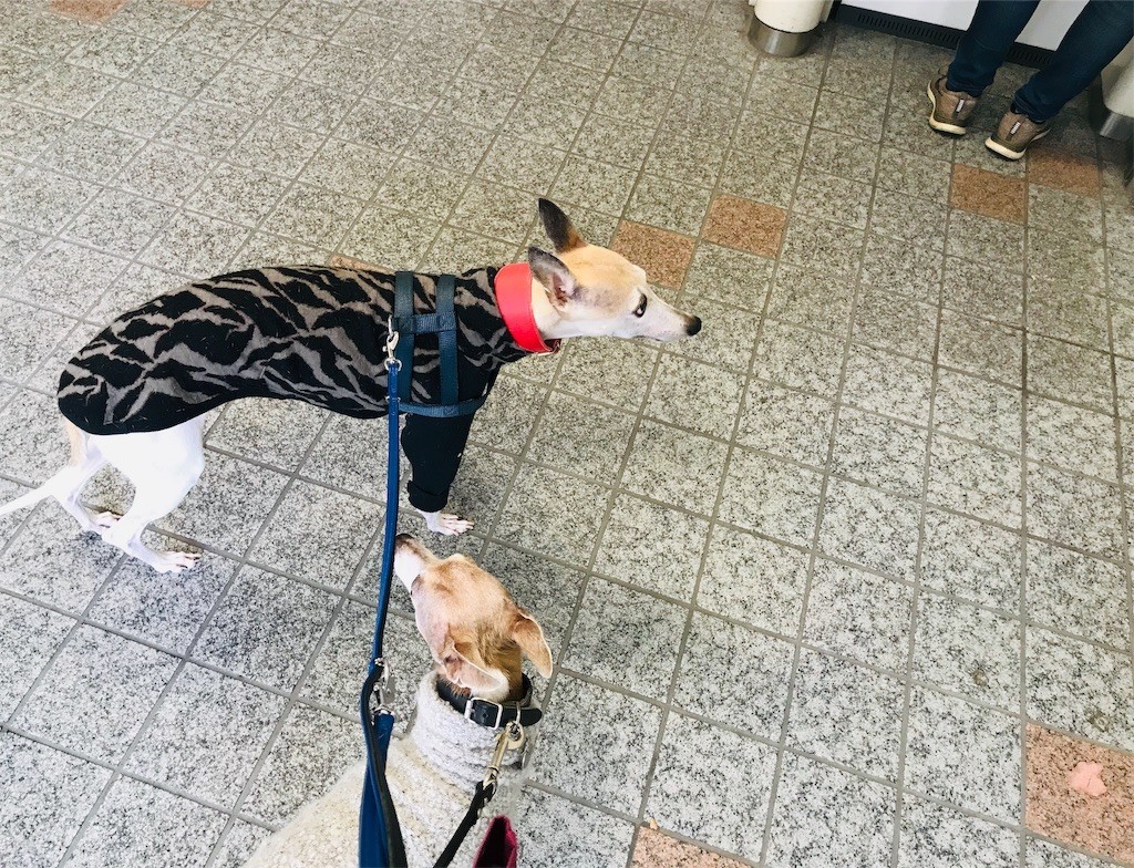 f:id:joju8:20190115135247j:image