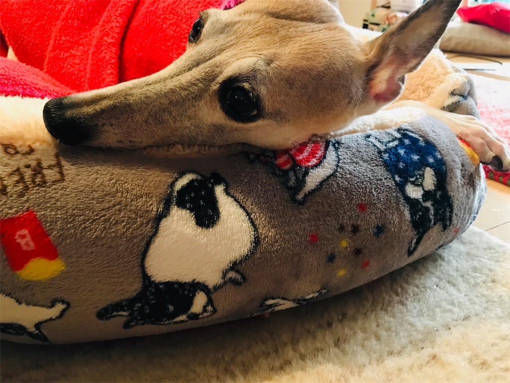 f:id:joju8:20190115135257j:image