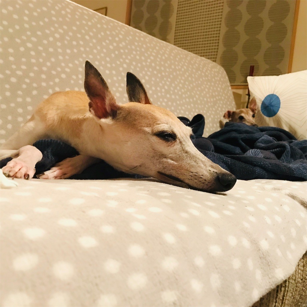 f:id:joju8:20190115135302j:image