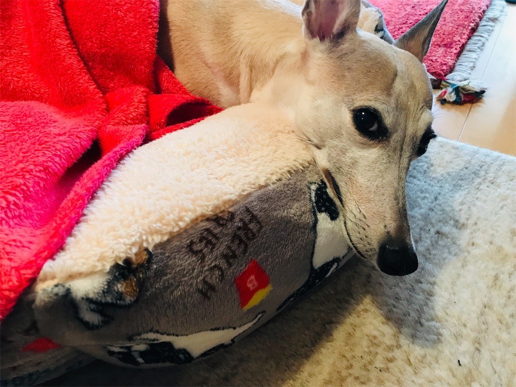 f:id:joju8:20190115135322j:image