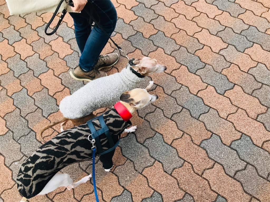 f:id:joju8:20190115135920j:plain