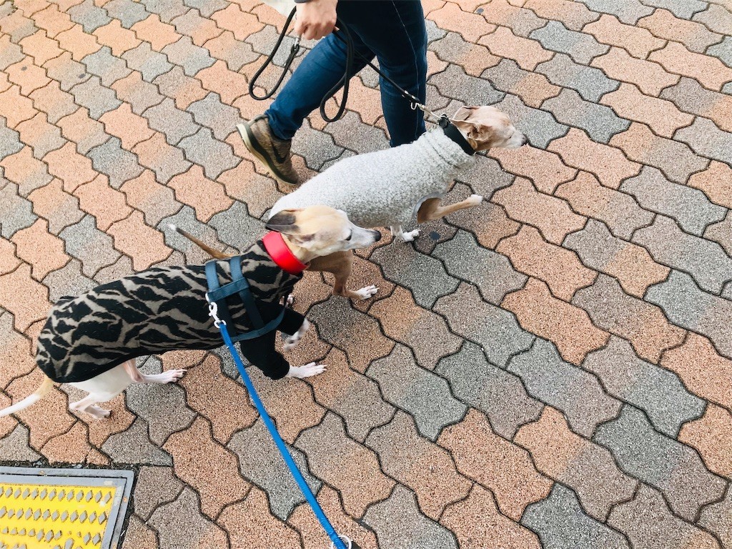 f:id:joju8:20190115135928j:image