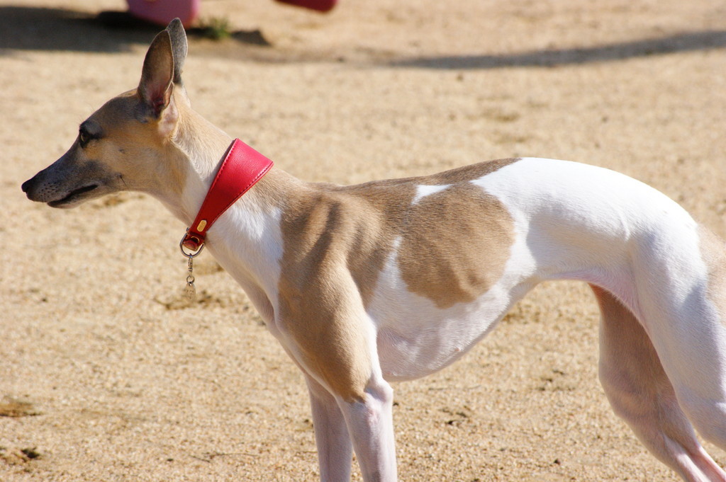 f:id:joju8:20190131232746j:plain