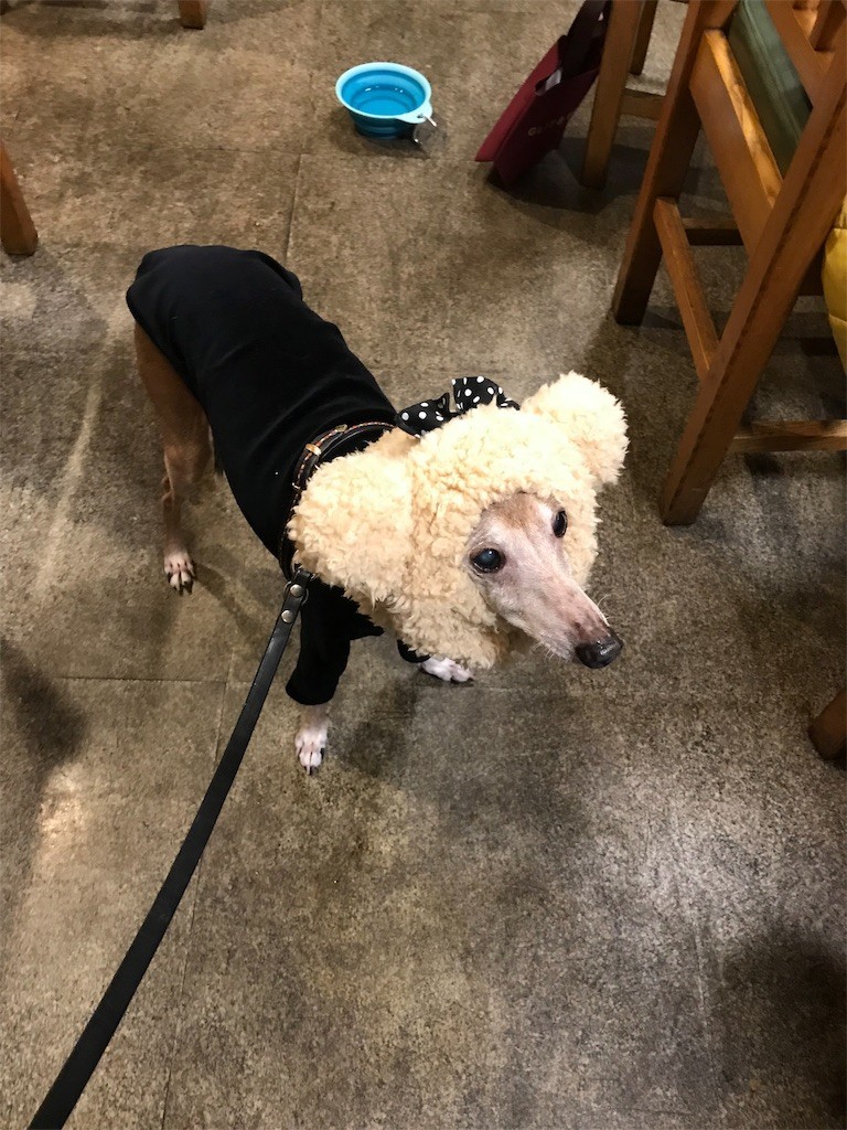 f:id:joju8:20190211122505j:image f:id:joju8:20190211122505j:image