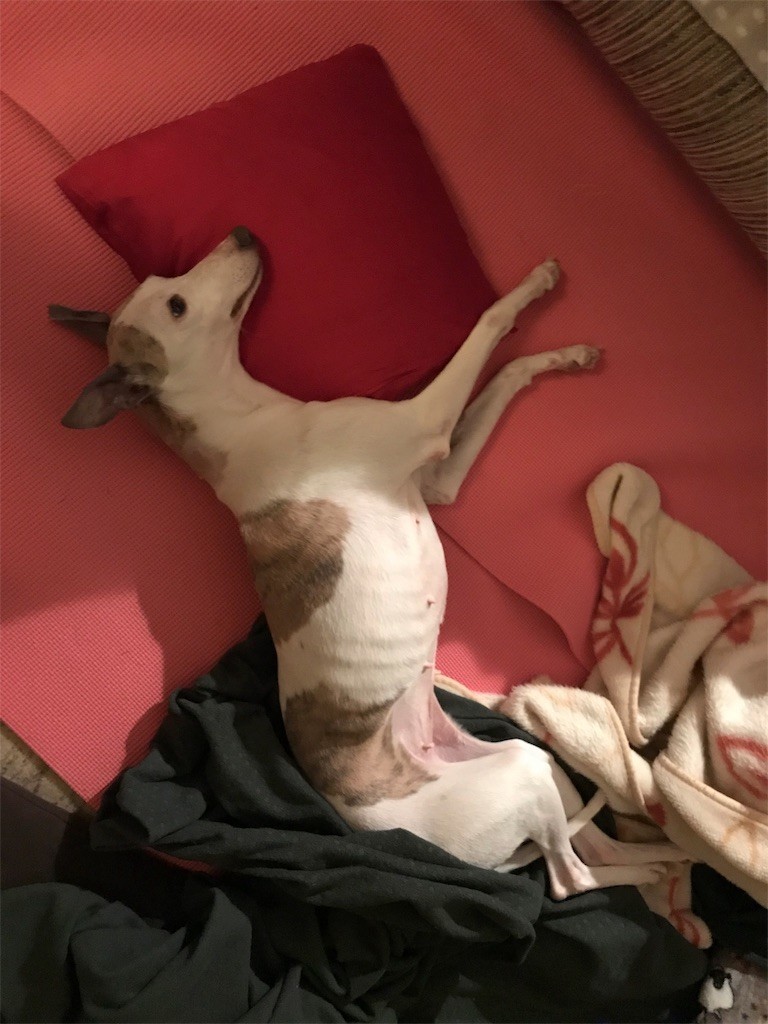 犬の滑り止めにヨガマットが最高だった Joy Jura 犬の滑り止めにヨガマットが最高だった Joy Jura