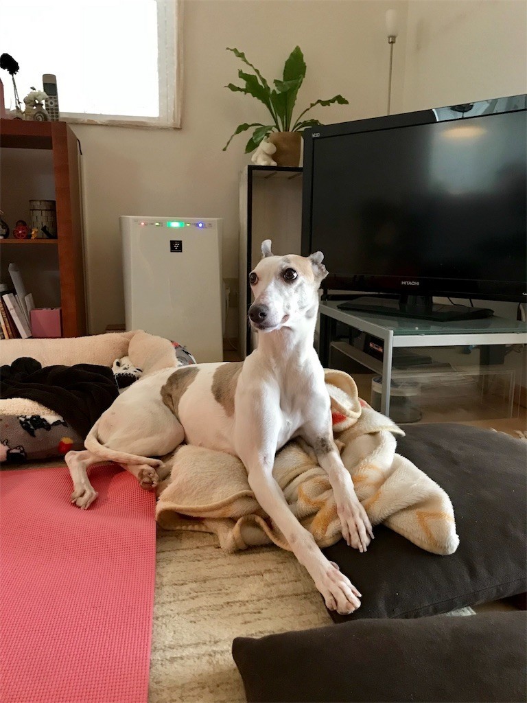 f:id:joju8:20190222132638j:image