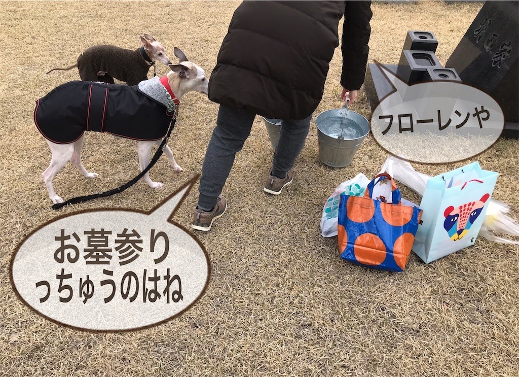 f:id:joju8:20190408060246j:image f:id:joju8:20190408060246j:image