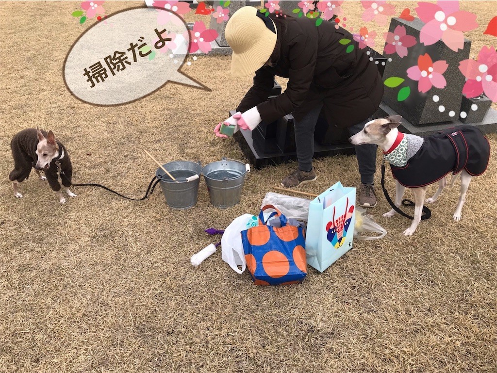 f:id:joju8:20190408060255j:image f:id:joju8:20190408060255j:image