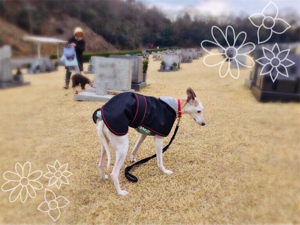 f:id:joju8:20190408070925j:image f:id:joju8:20190408070925j:image