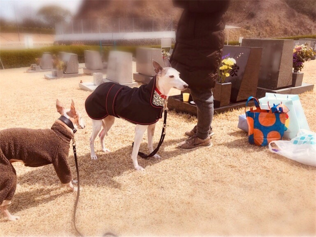 f:id:joju8:20190408072533j:image f:id:joju8:20190408072533j:image