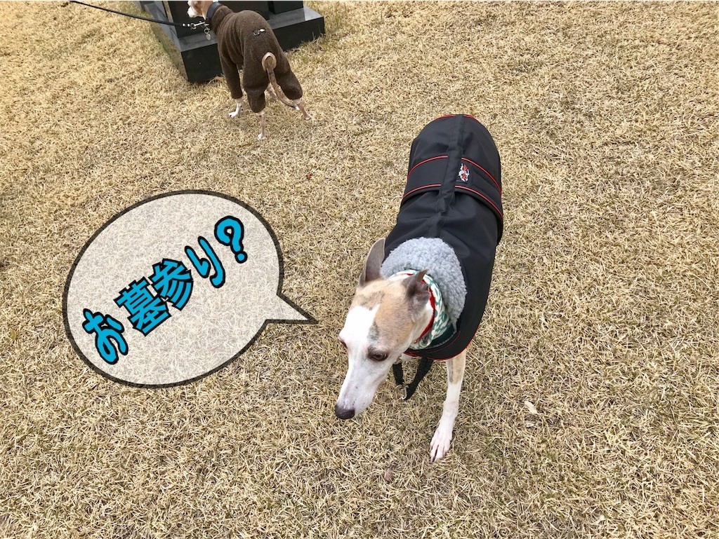 f:id:joju8:20190408080816j:image f:id:joju8:20190408080816j:image