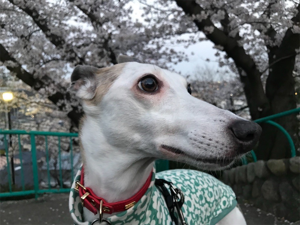 f:id:joju8:20190408081132j:image