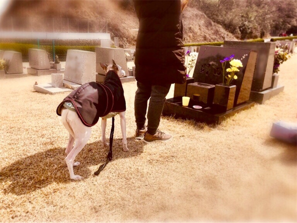 f:id:joju8:20190409102846j:image f:id:joju8:20190409102846j:image