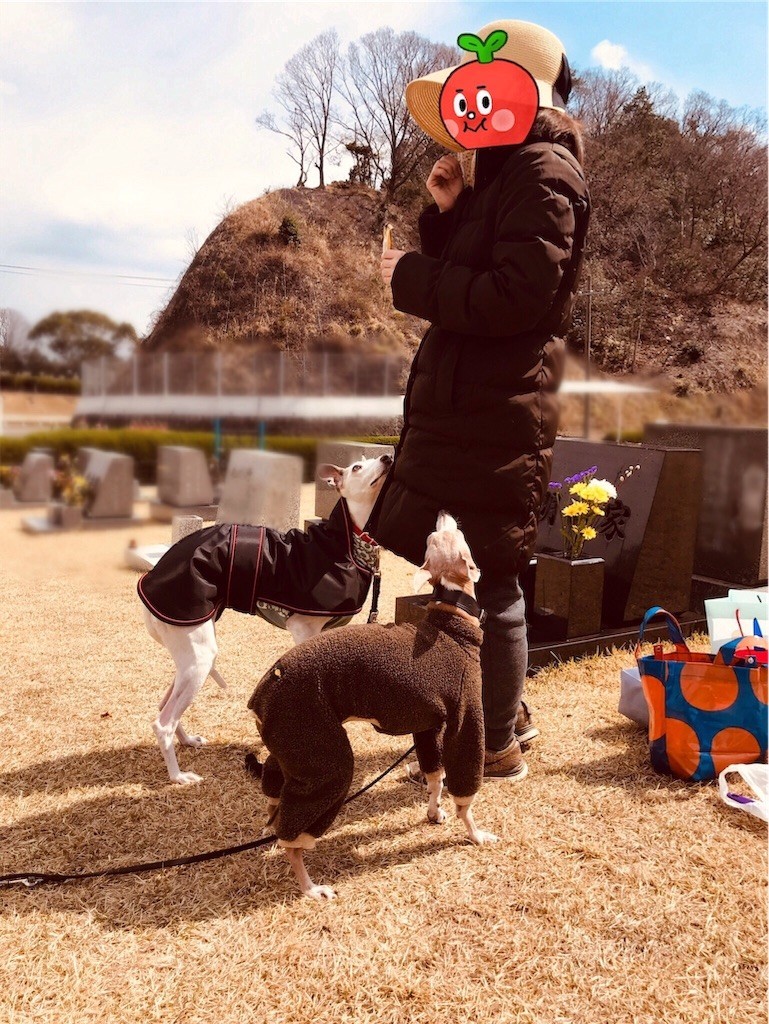 f:id:joju8:20190409115140j:image f:id:joju8:20190409115140j:image
