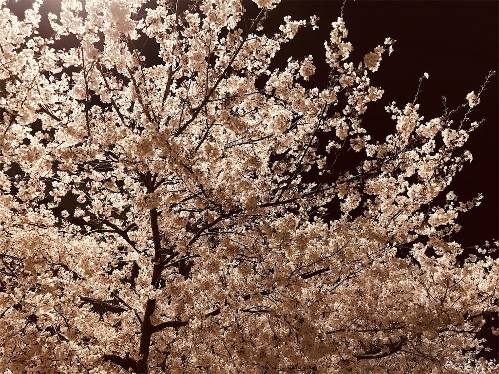 f:id:joju8:20190410115217j:image