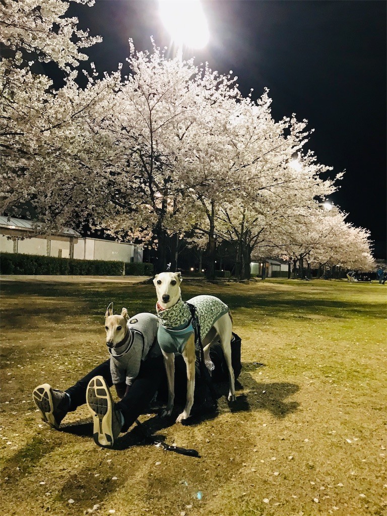 f:id:joju8:20190410115235j:image