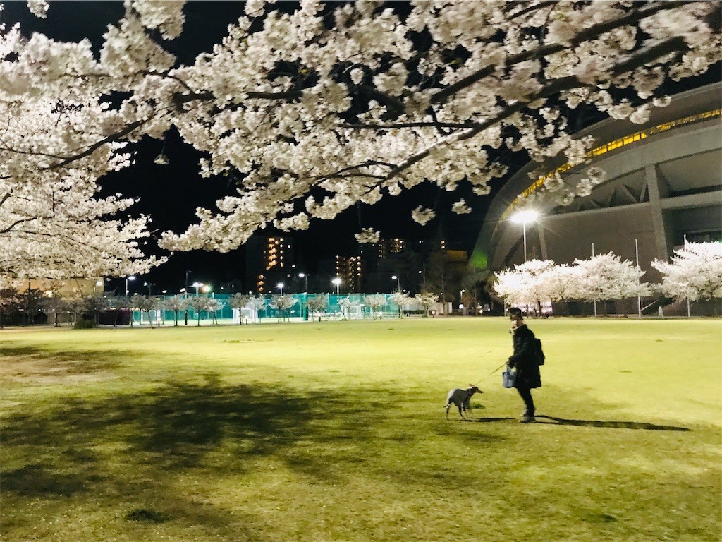 f:id:joju8:20190410115247j:image
