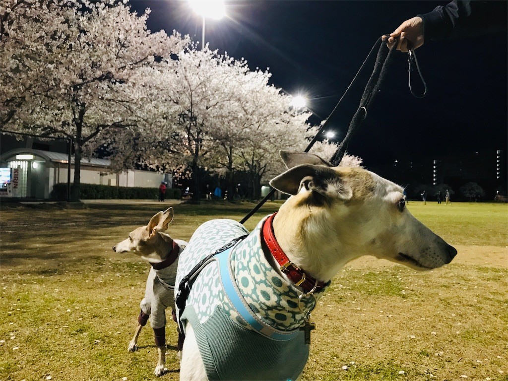 f:id:joju8:20190410115302j:image