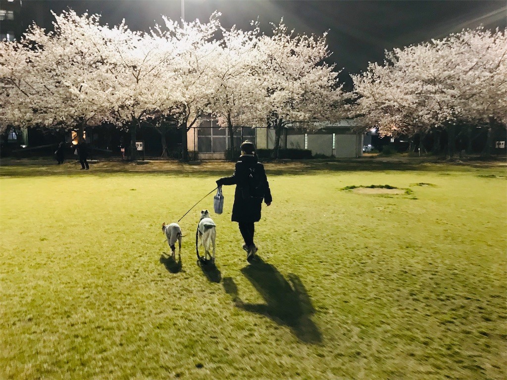 f:id:joju8:20190410115526j:image