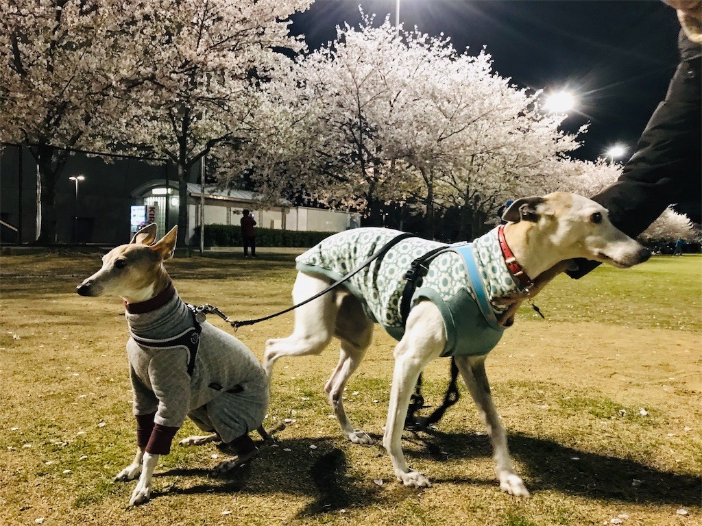 f:id:joju8:20190410115532j:image