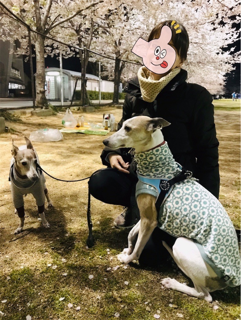 f:id:joju8:20190410115802j:plain